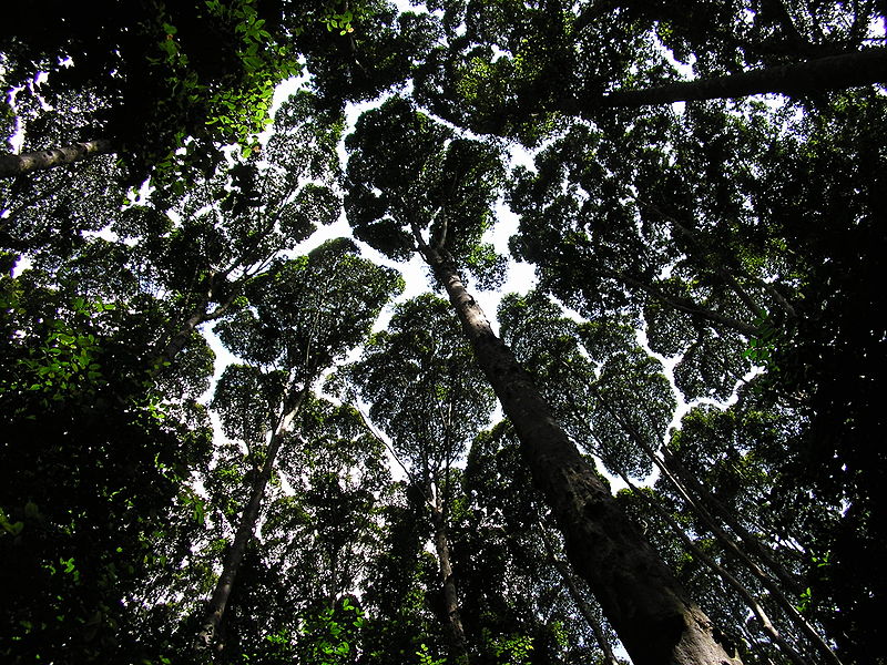 Rain forest canopy at the Forestry Research Institute Malaysia
