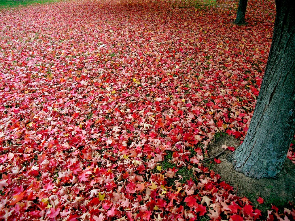 Red autumn leaves carpeting the ground. By Jim. CC-BY-SA 2.0.