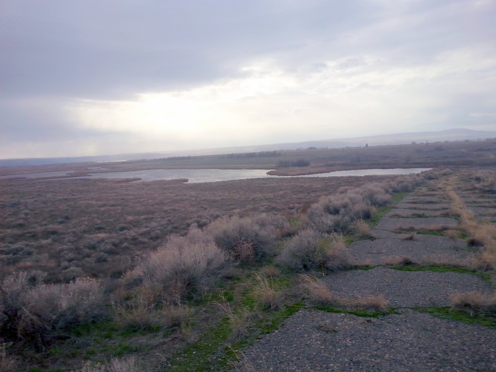Part of the Burbank Slough at McNary National Wildlife Refuge