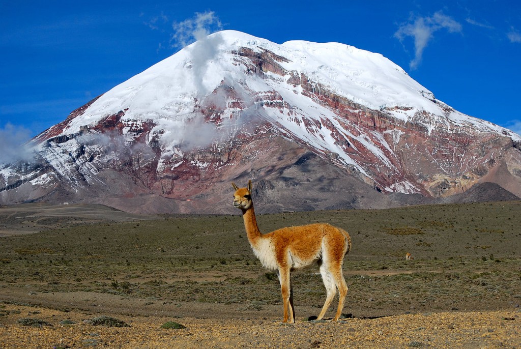 A vicuña chills in front of Chimborazo volcano, Ecuador. By David Torres Costales. CC-BY-SA 3.0.