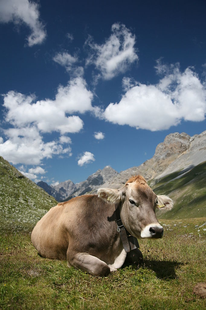 Cow, below Fuorcla Sesvenna in Engadin Valley, Switzerland. By Daniel Schwen. GFDL 1.2.